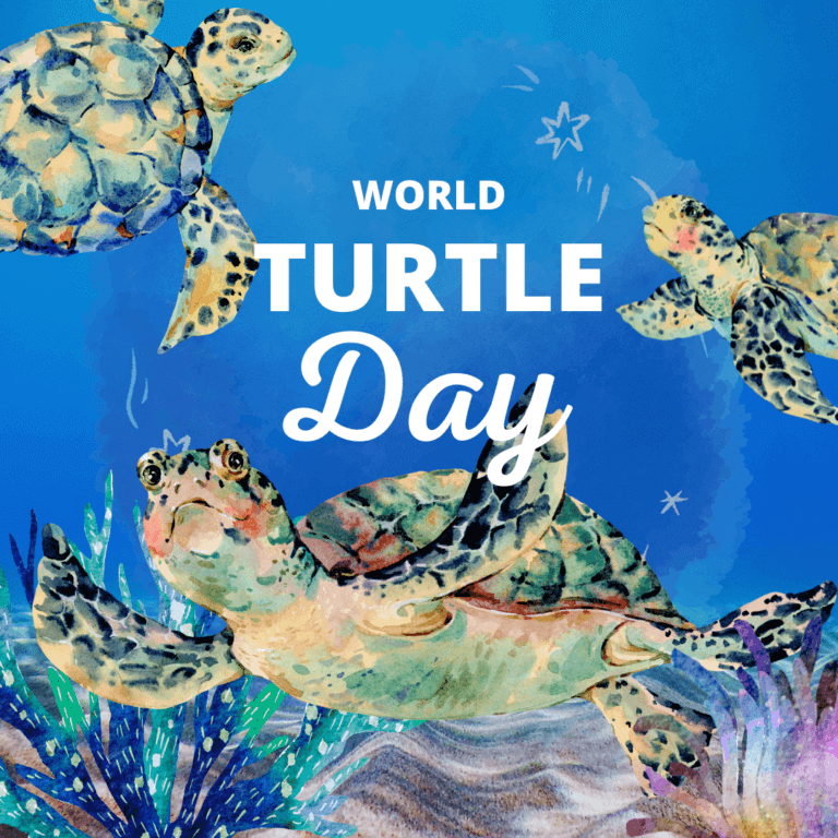 World Turtle Day 1:1