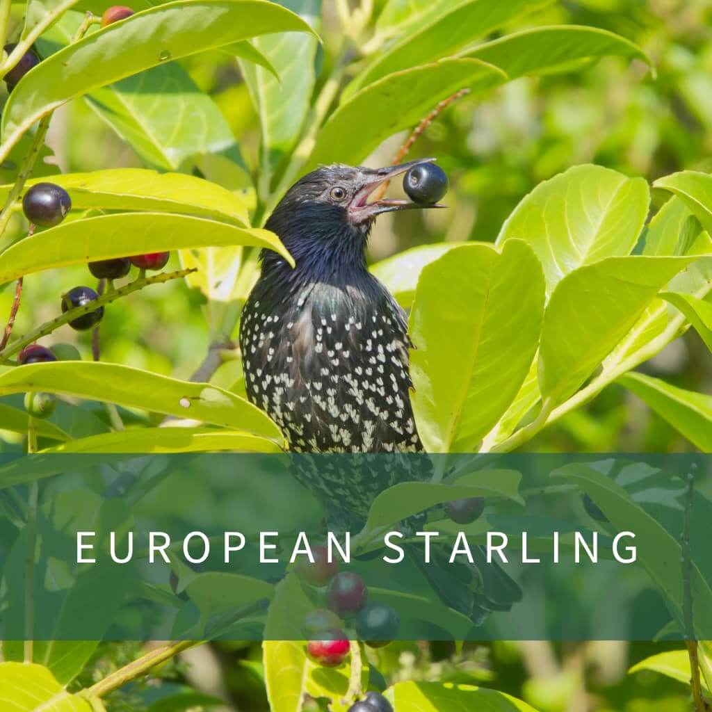 European Starling