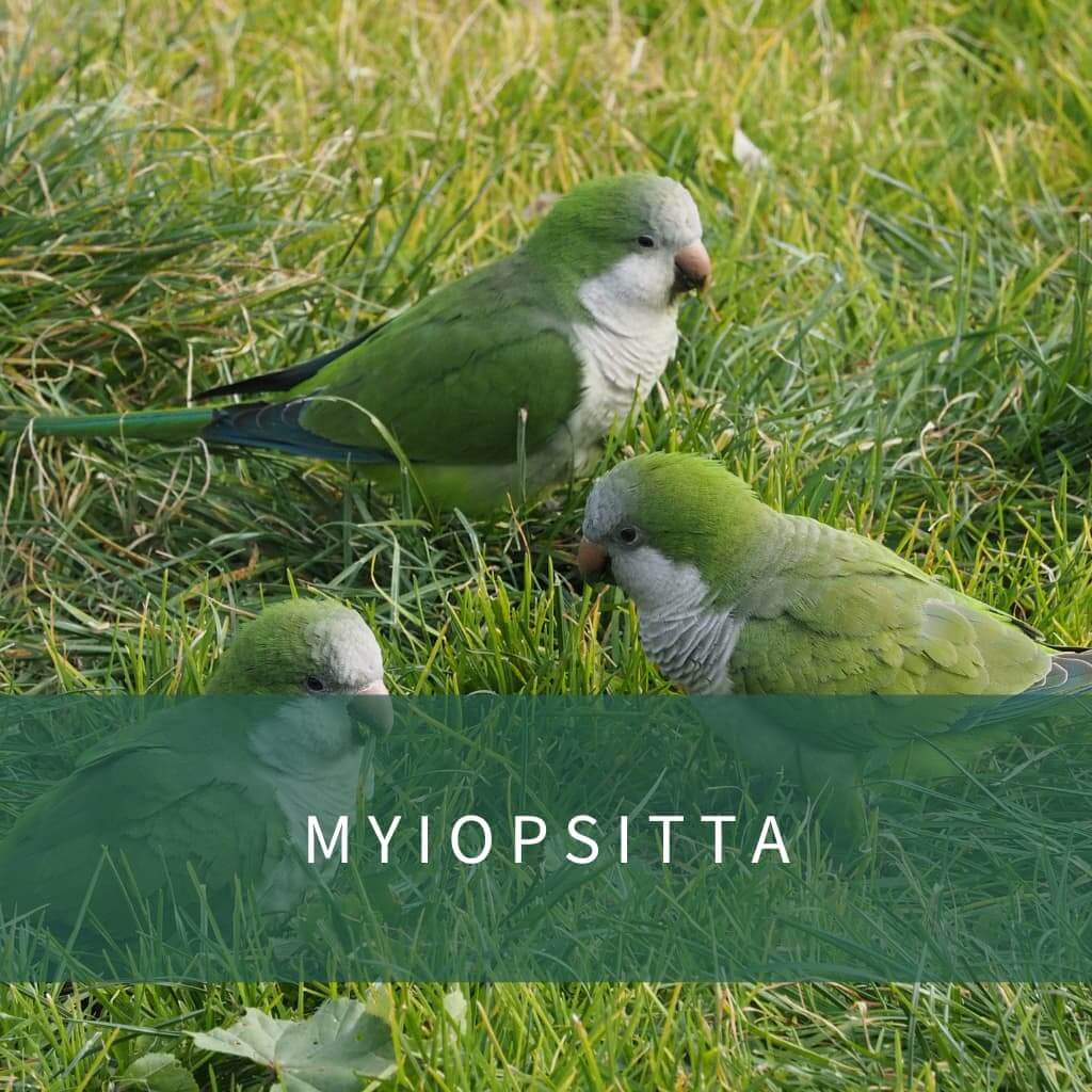 Myiopsitta